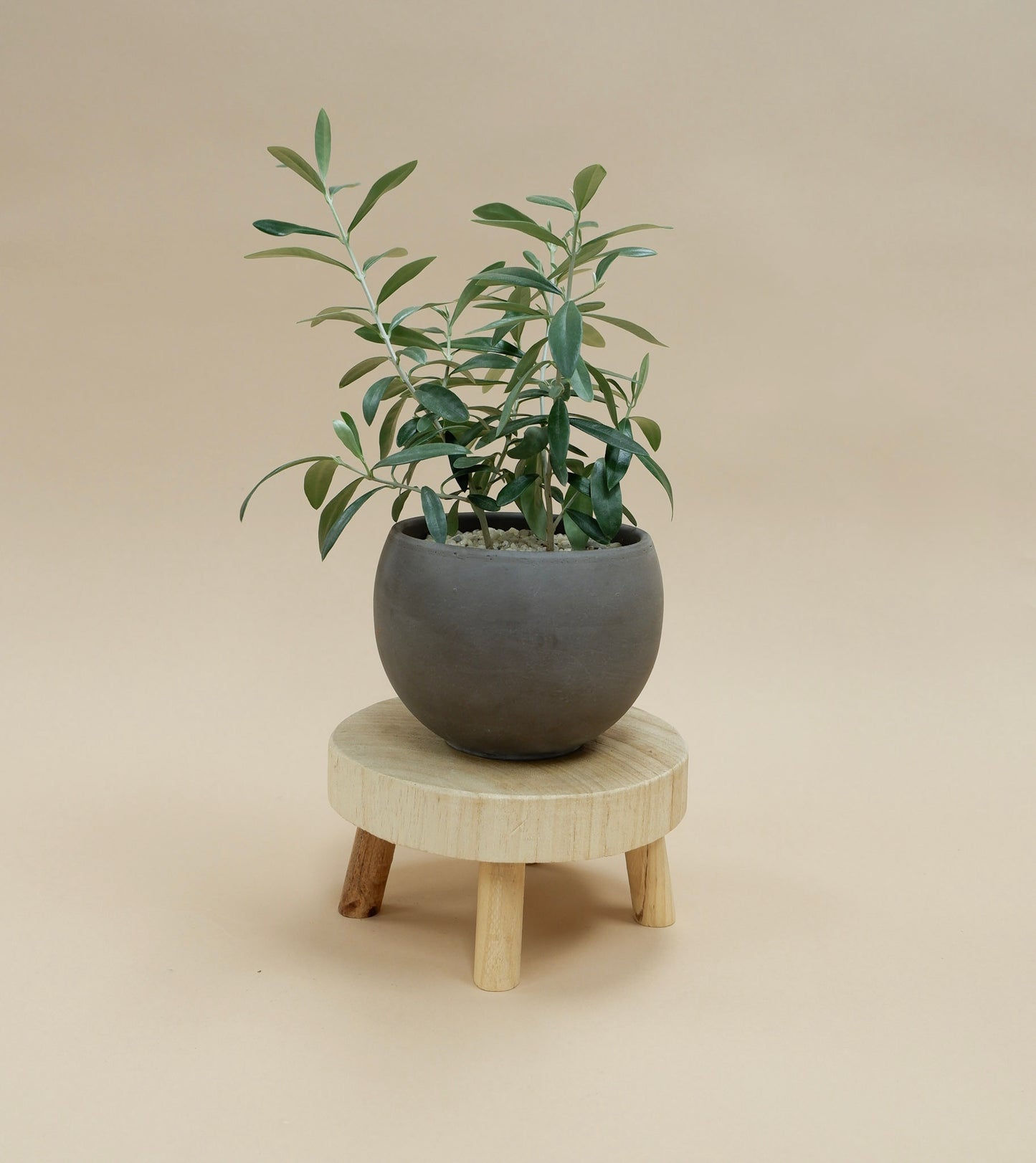 Potted Arrangement