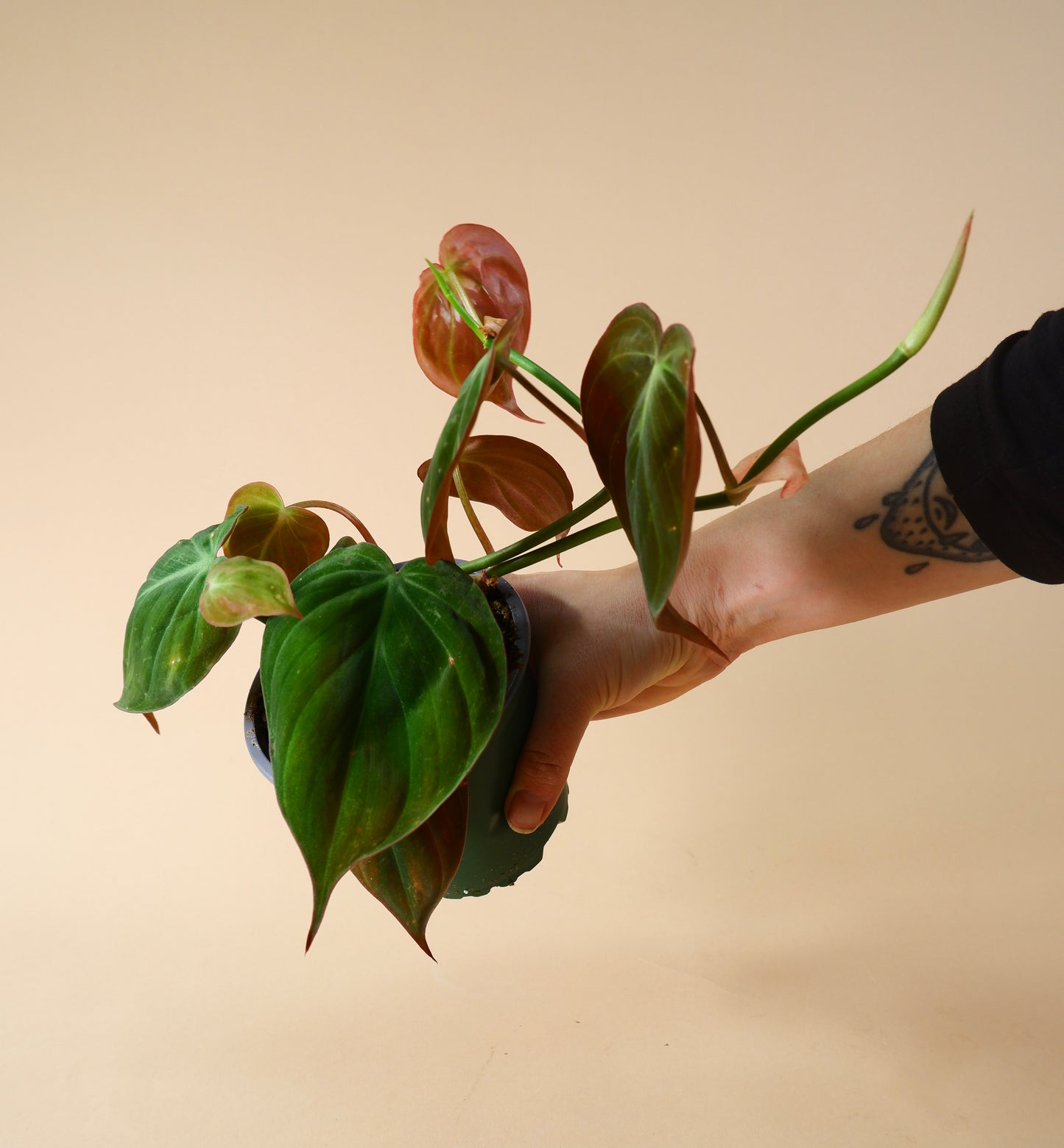 Philodendron hederaceum 'Micans'