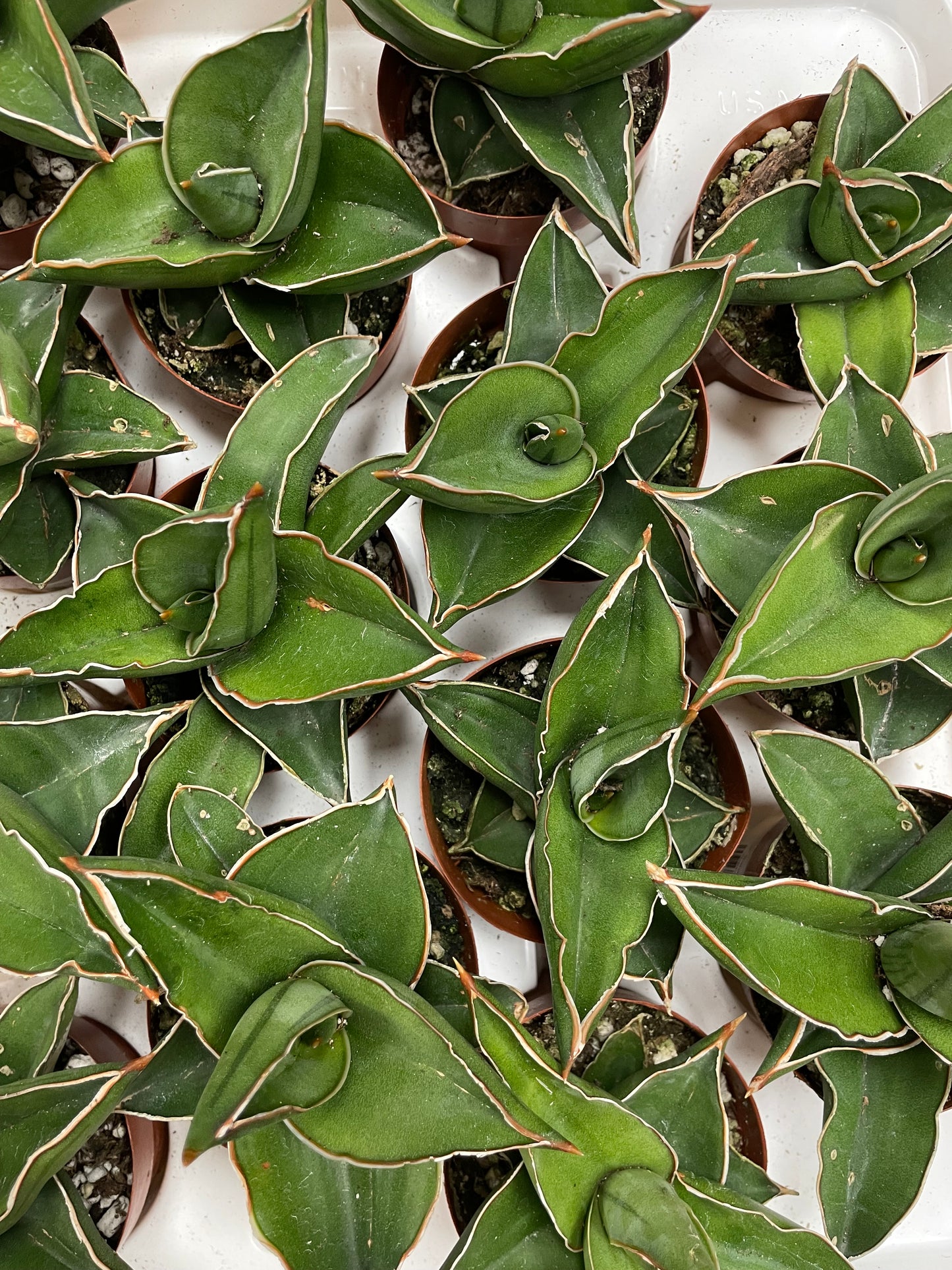 Sansevieria Samurai Dwarf