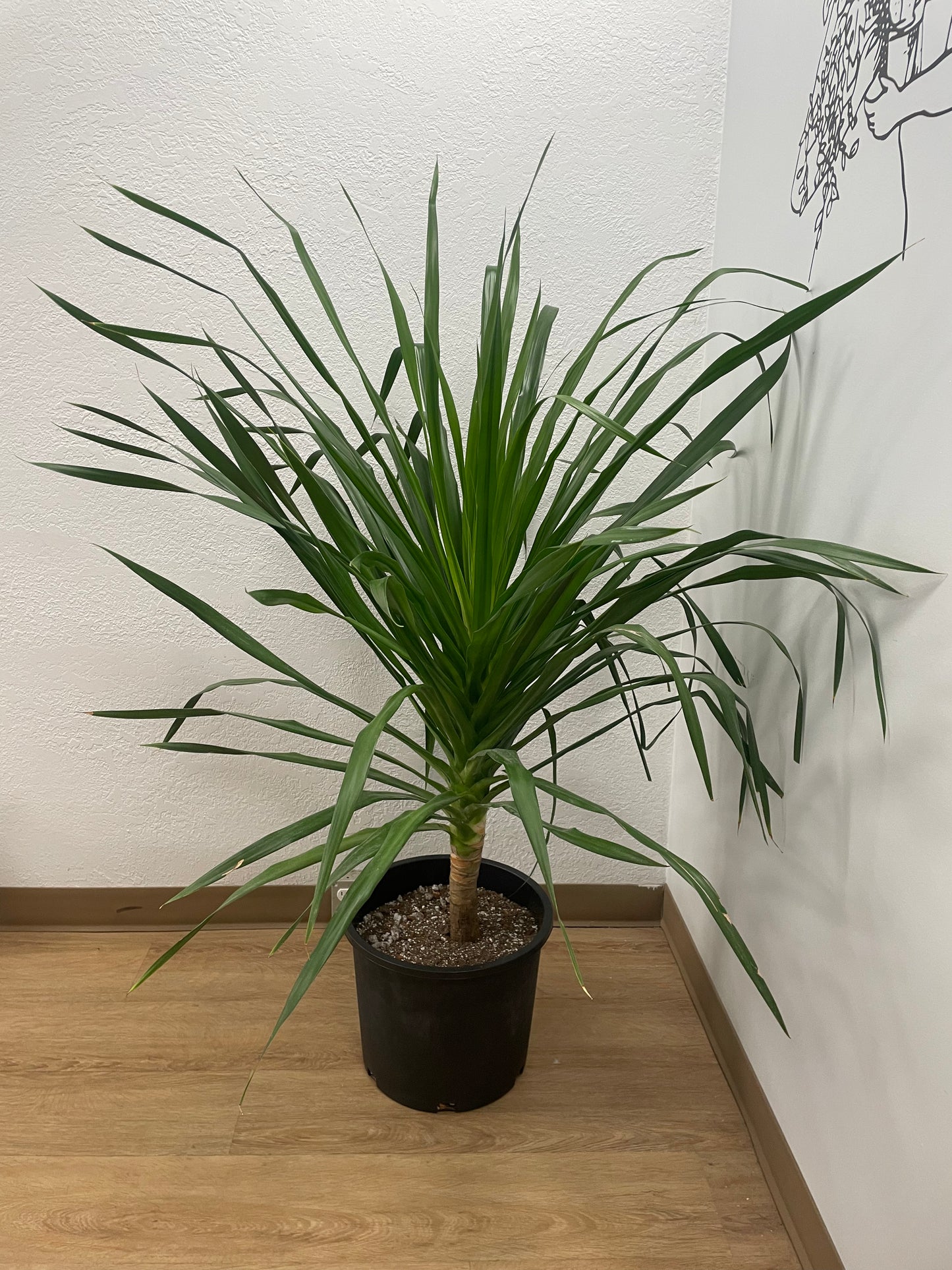 Dracaena Arborea (Dracaena sp.)