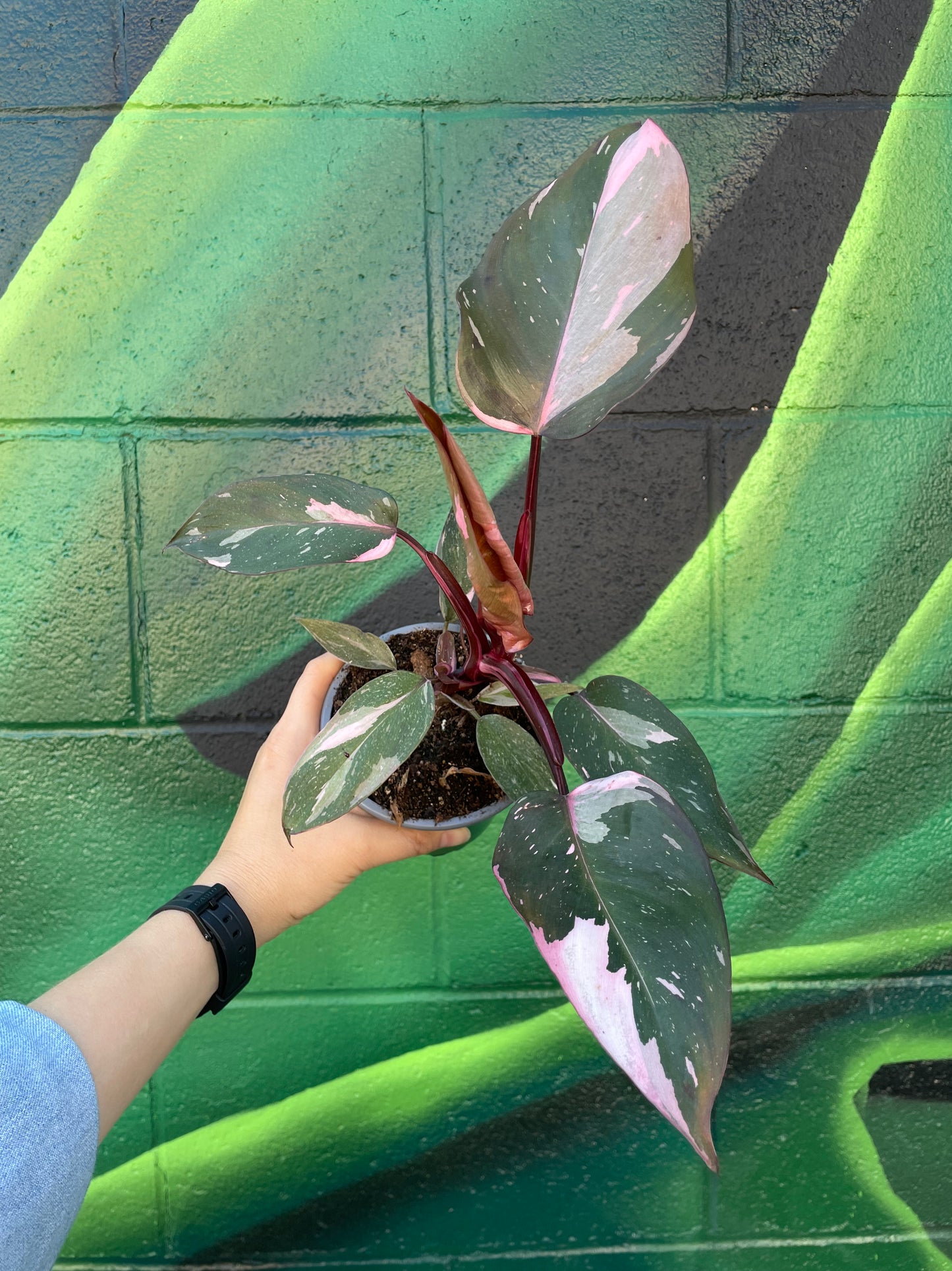 Philodendron 'Pink Princess'