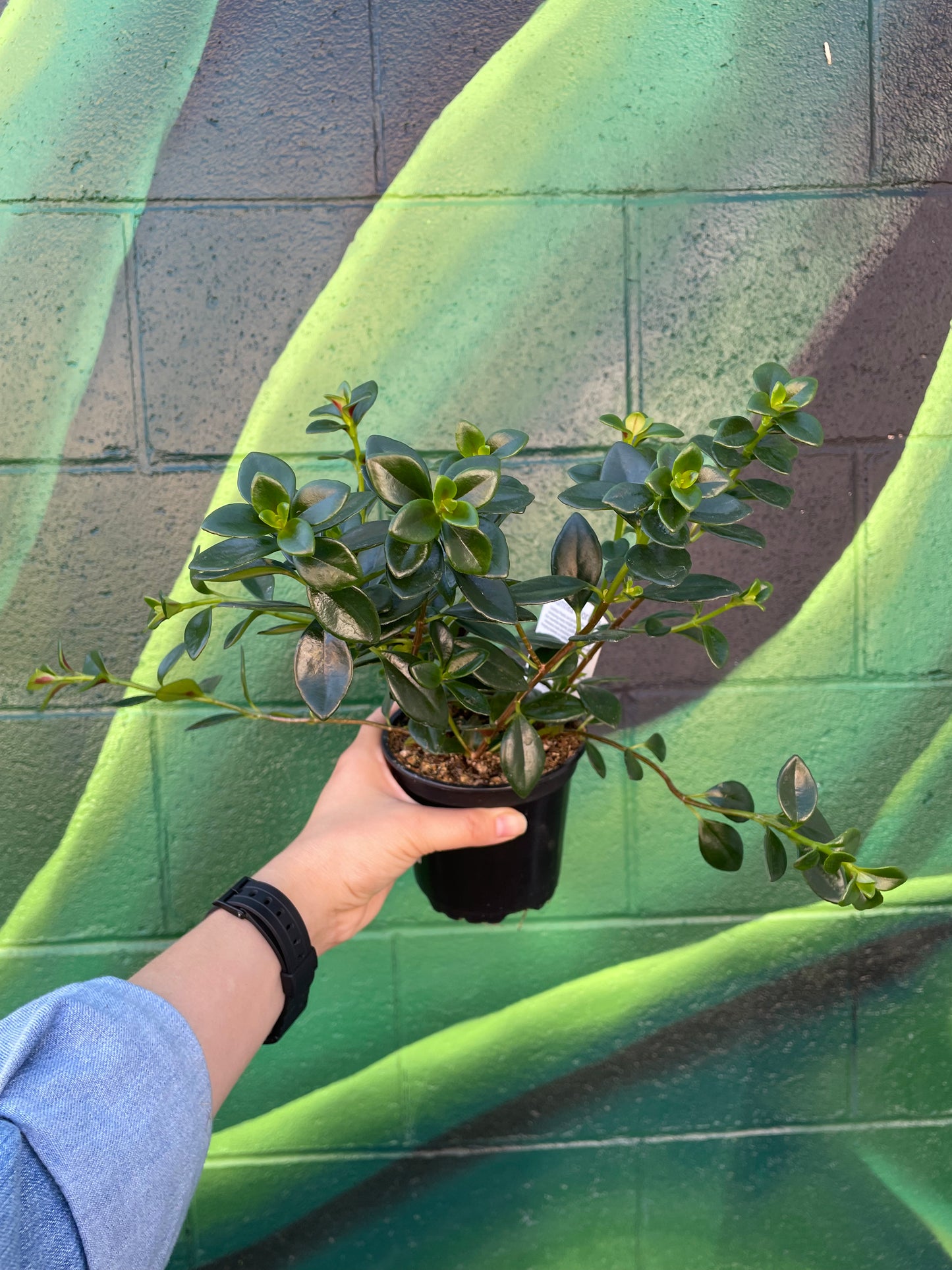 Goldfish Plant (Columnea nematanthus 'Gloriosa')