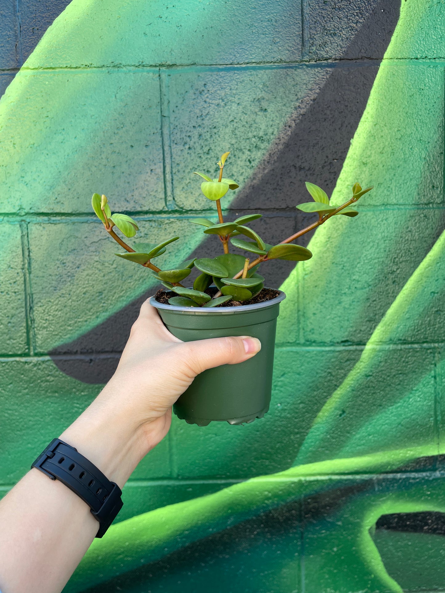 Peperomia 'Hope'
