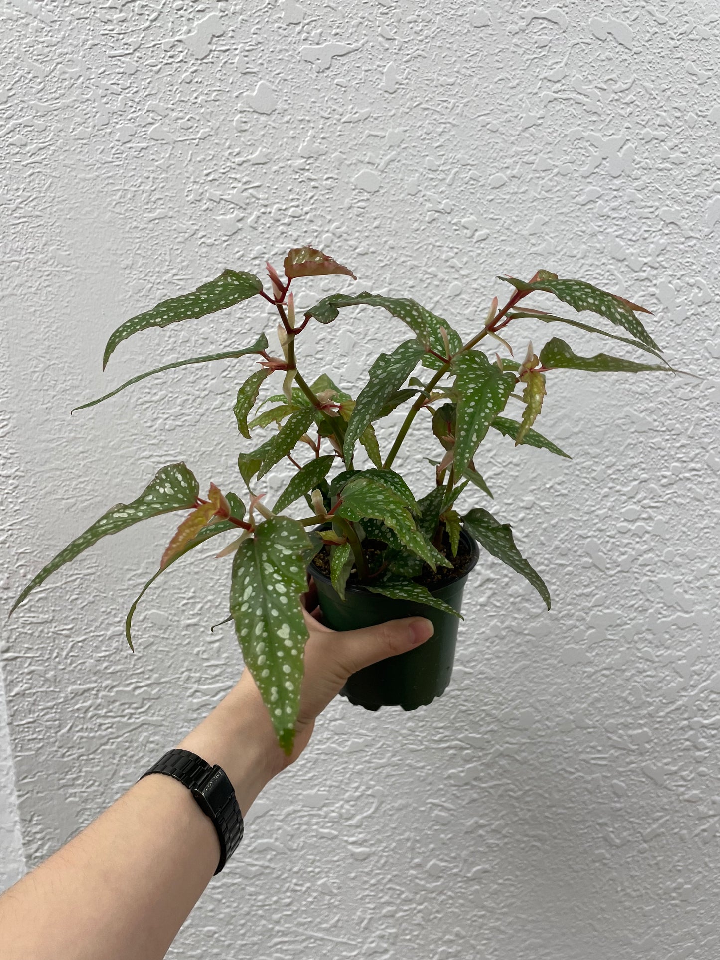 Pink Angel Wing Begonia (Begonia coccinea)