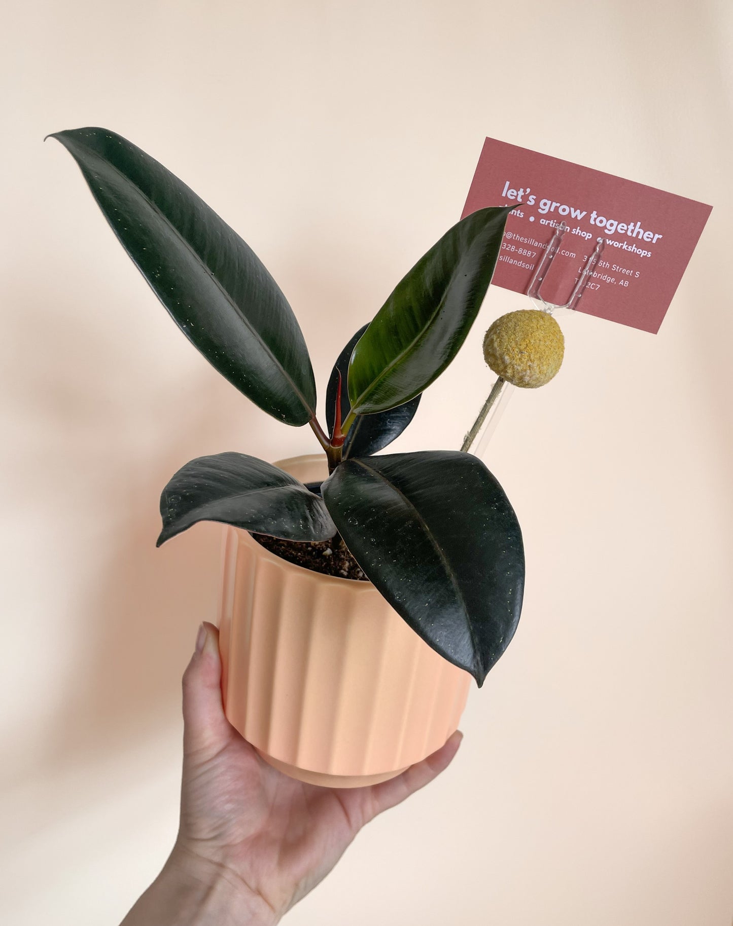 The Kinley – Rubber Tree in Sunset Pot