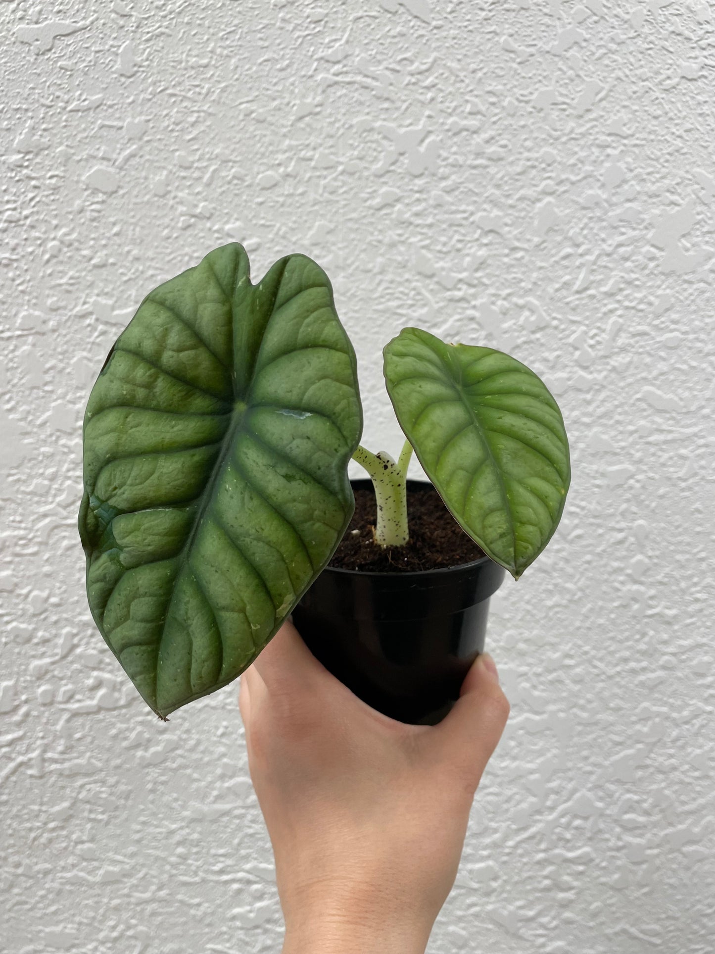Alocasia Nebula 'Variegated'