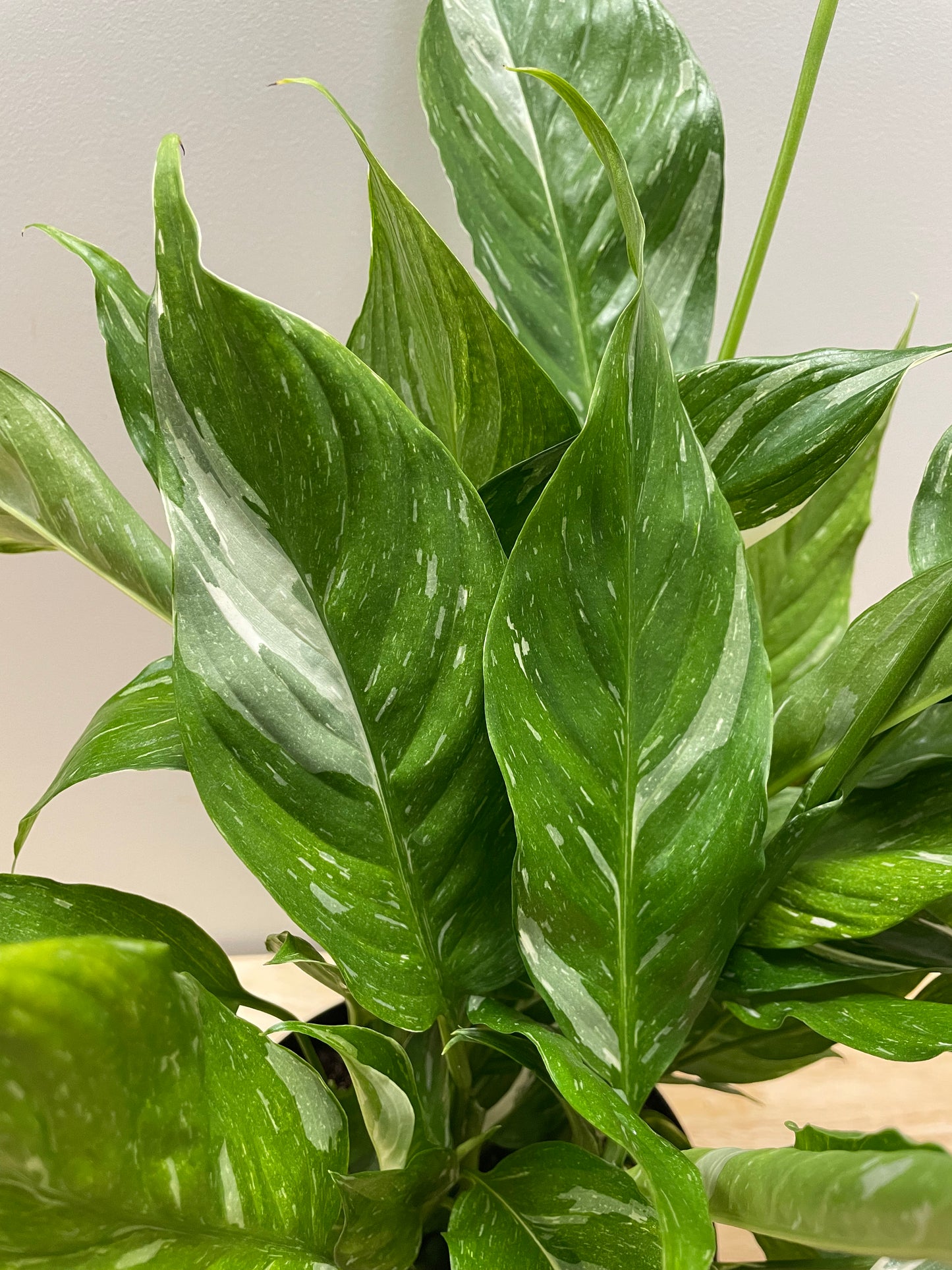 Peace Lily (Spathiphyllum wallisii)