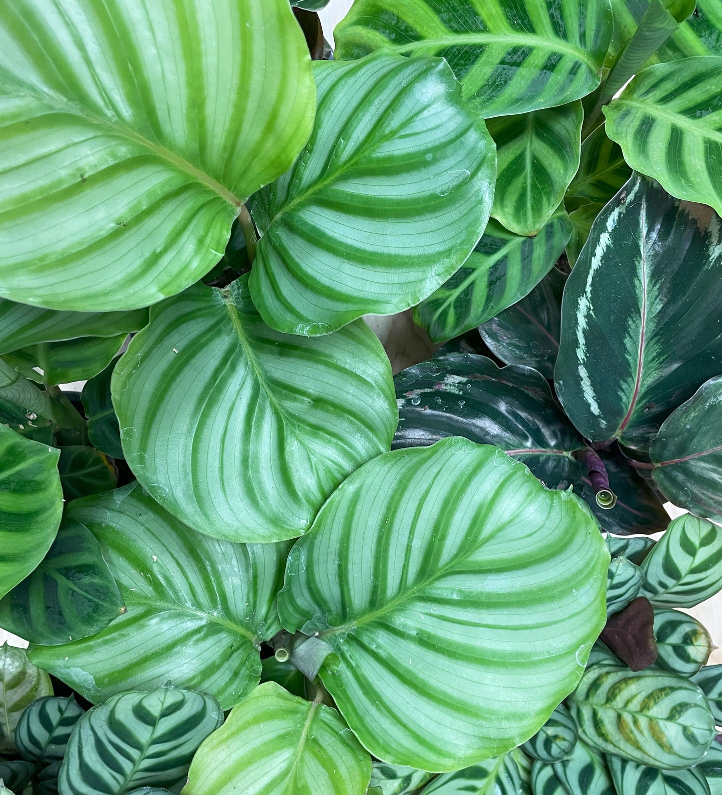 Assorted Calathea