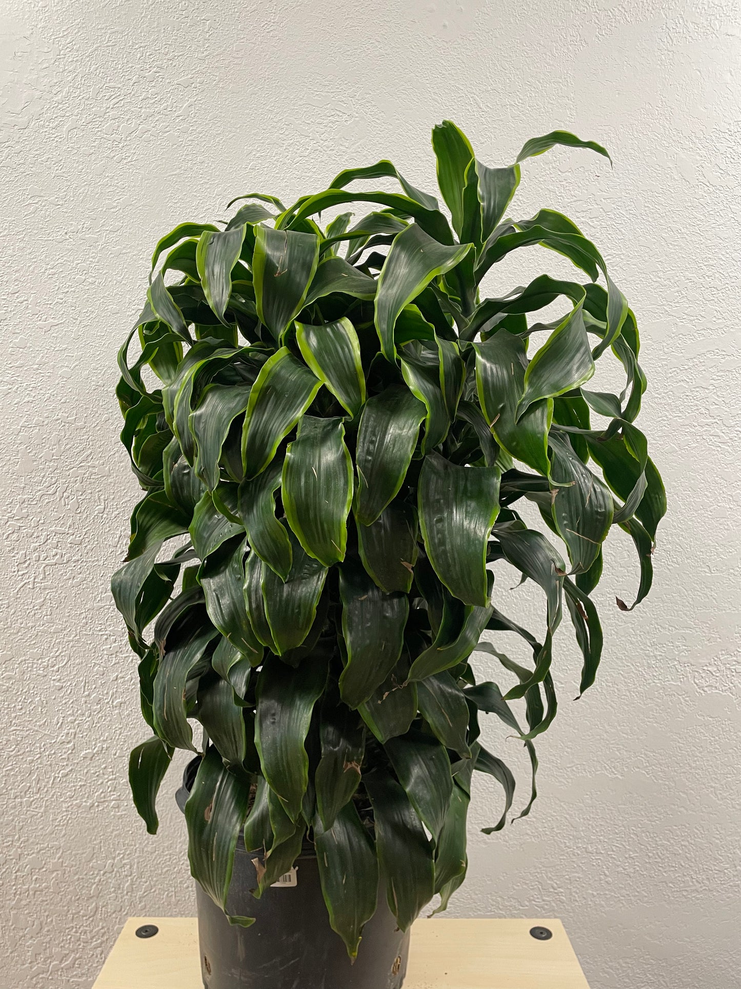 Dracaena Dorado (Dracaena deremensis)