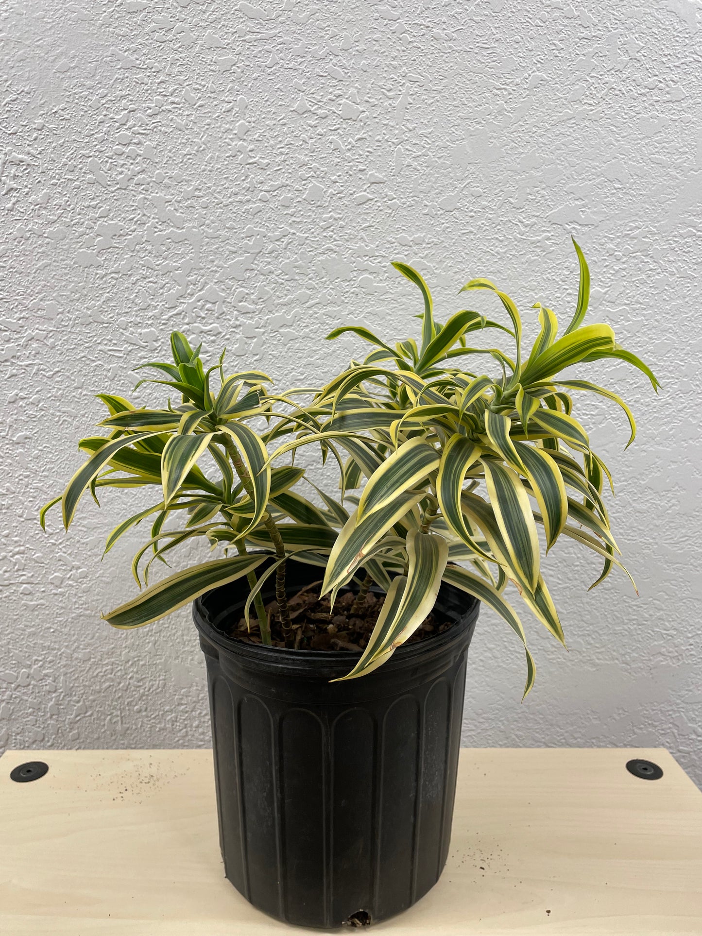 Dracaena Reflexa (Song of India)