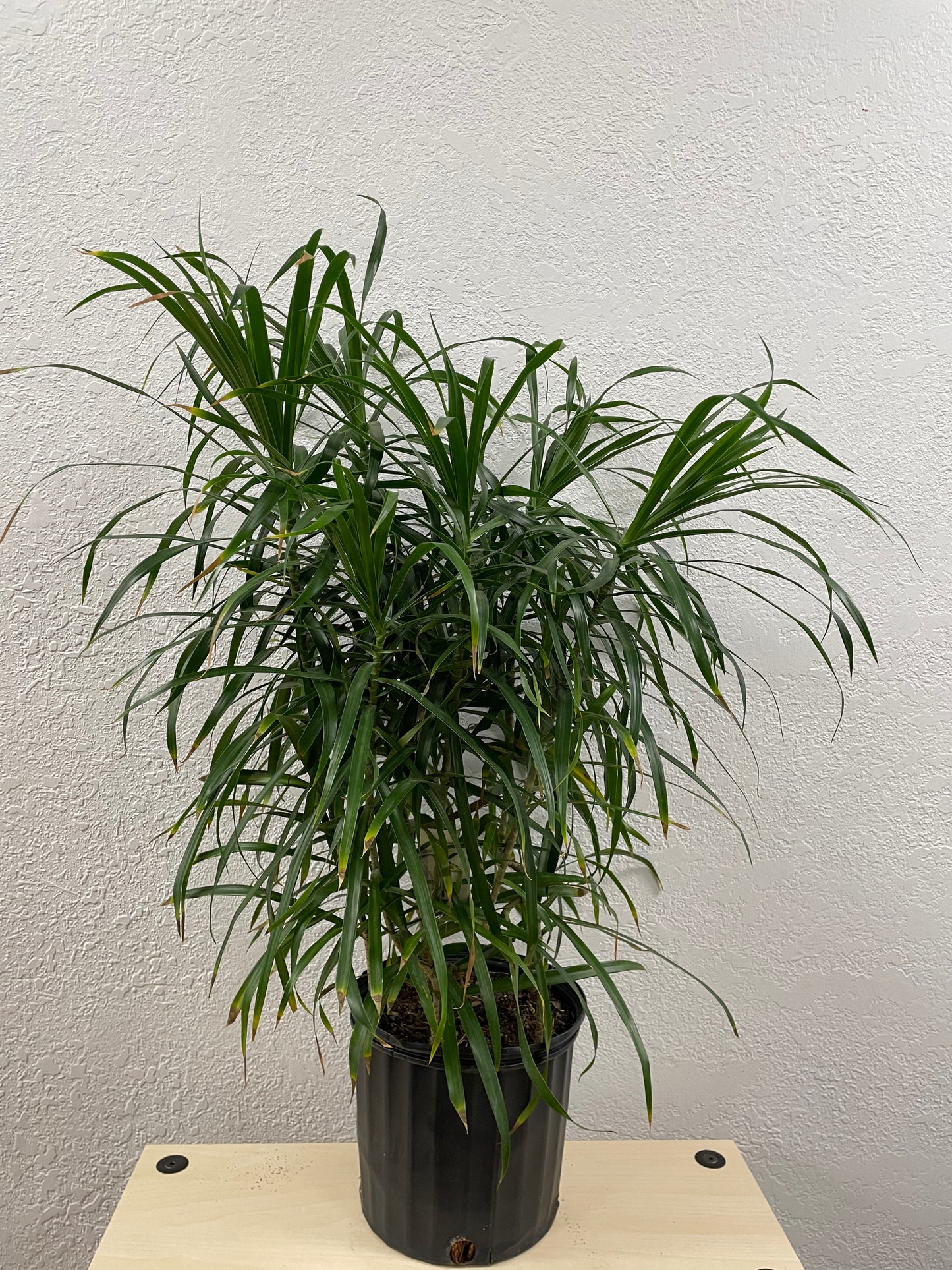 Dracaena Anita (Dracaena reflexa)
