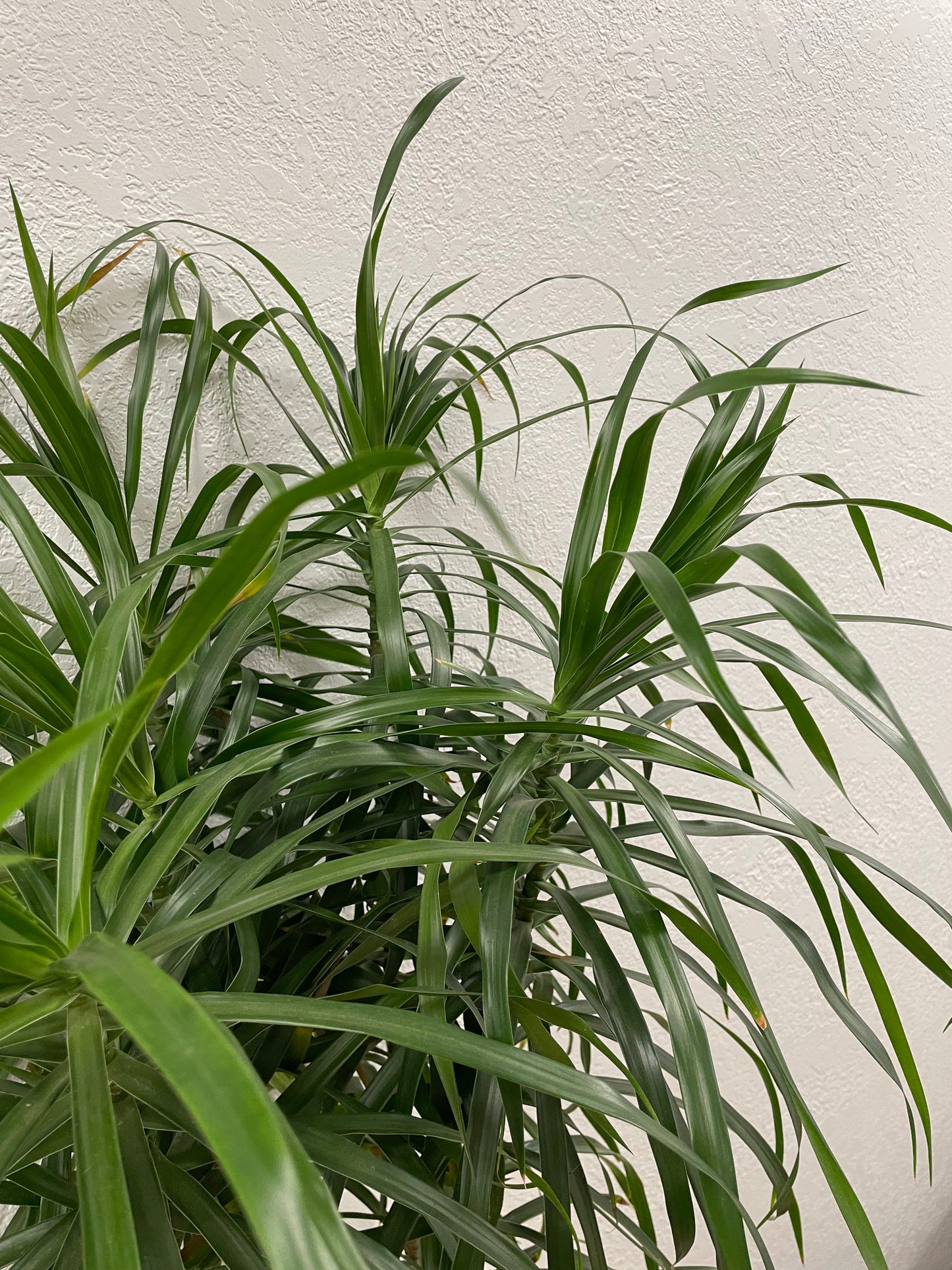 Dracaena Anita (Dracaena reflexa)