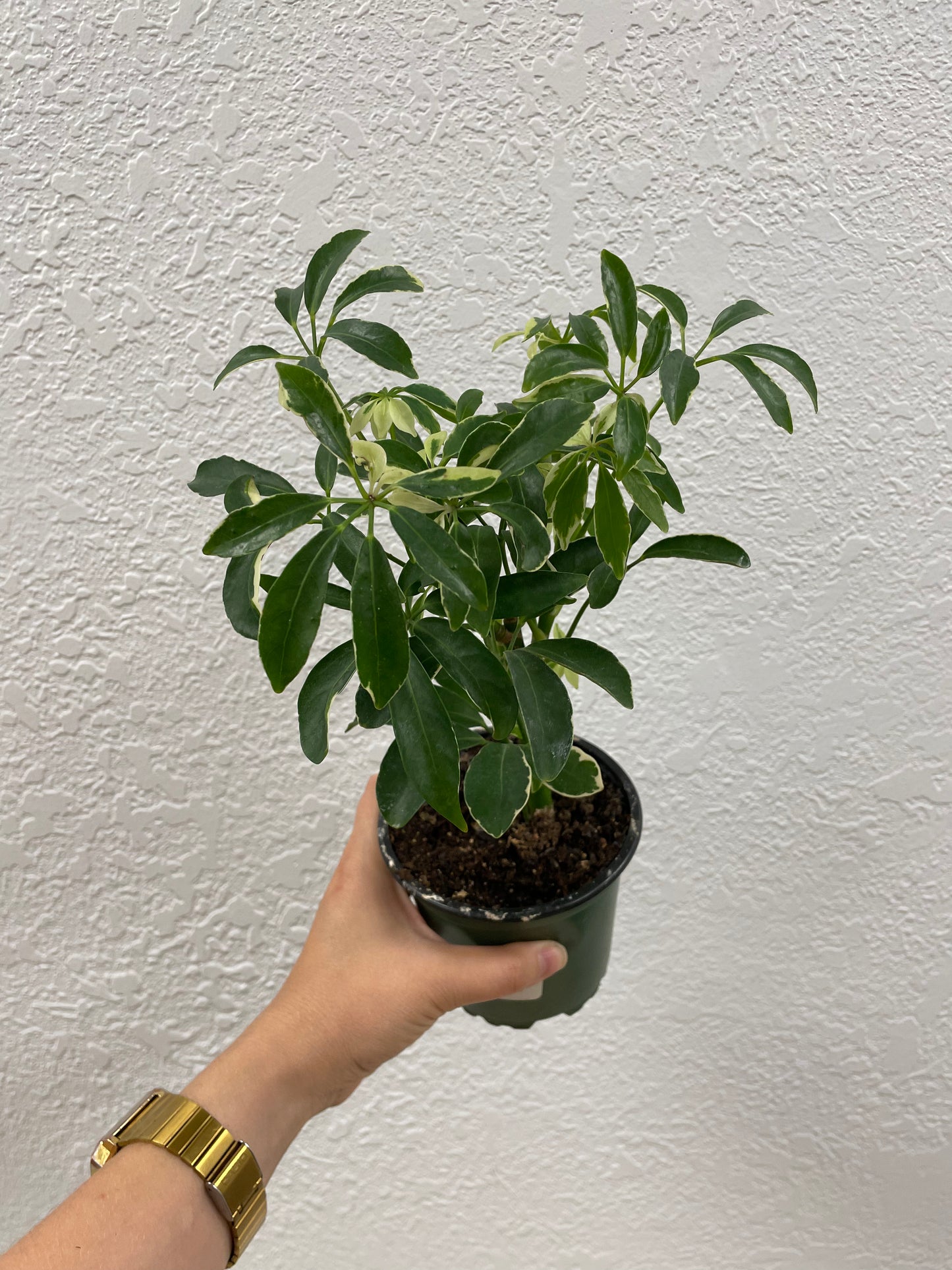 Umbrella Tree (Schefflera arboricola)