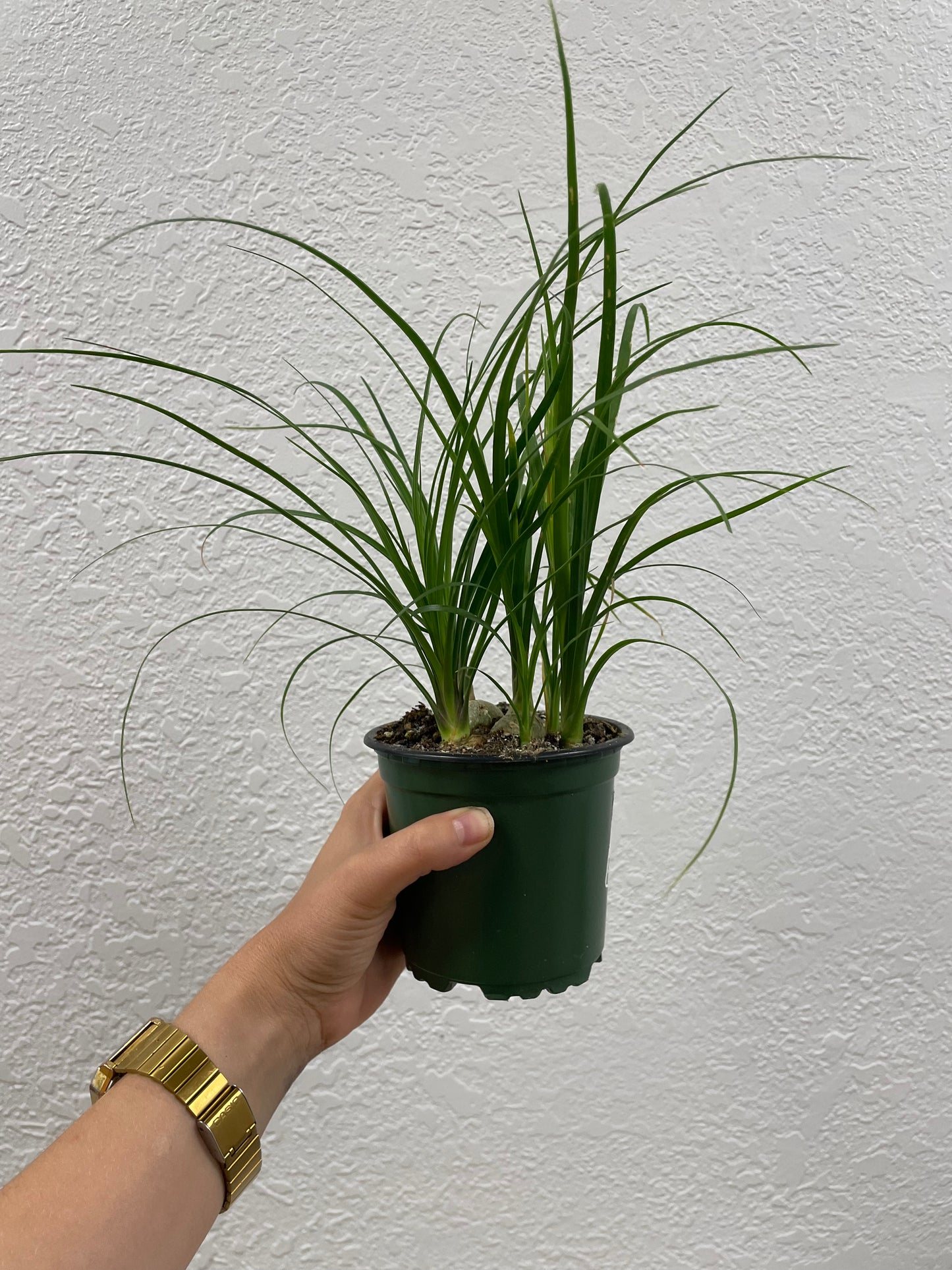 Ponytail Palm (Beaucarnea recurvata)