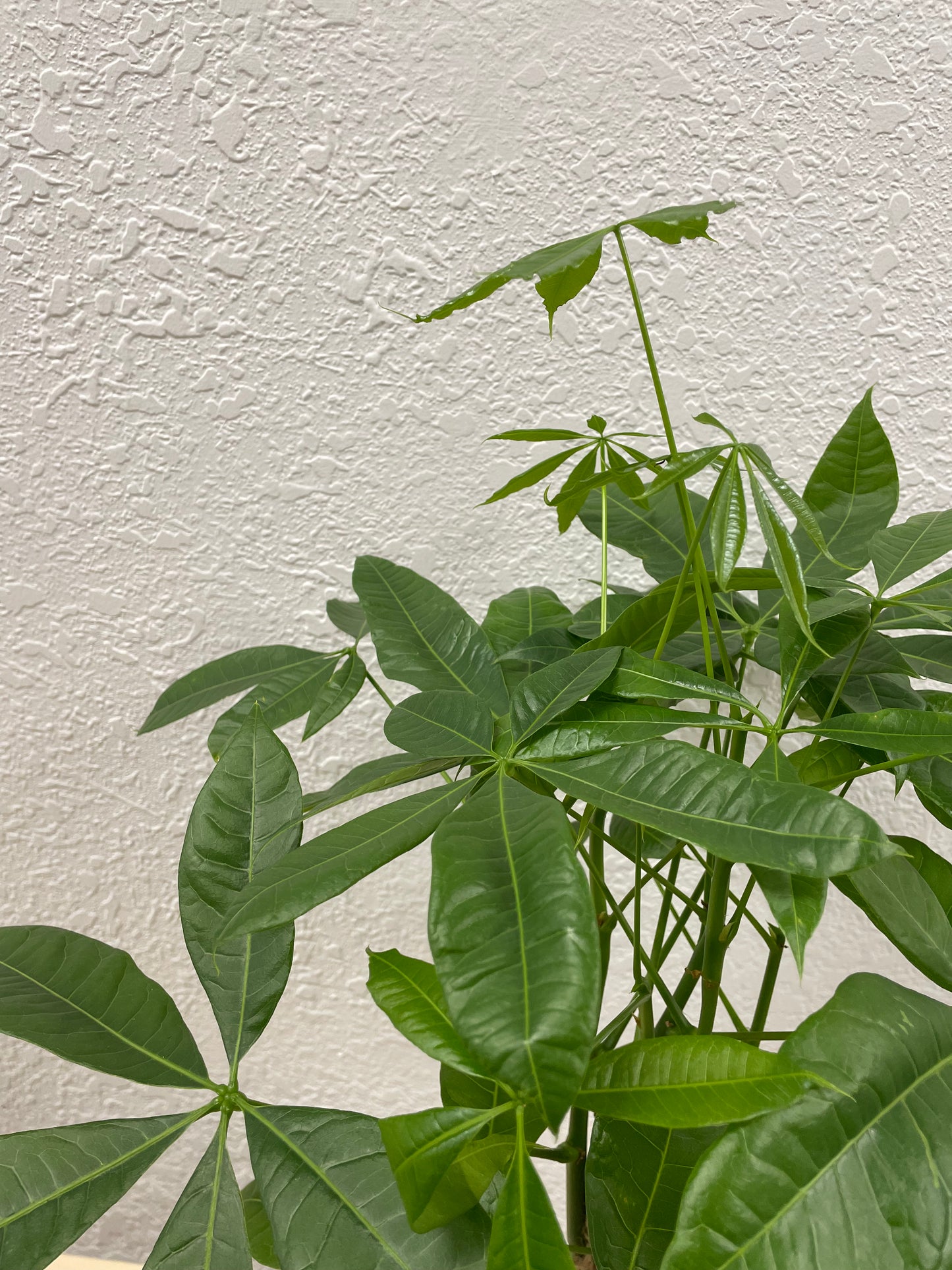 Money Tree (Pachira aquatica)