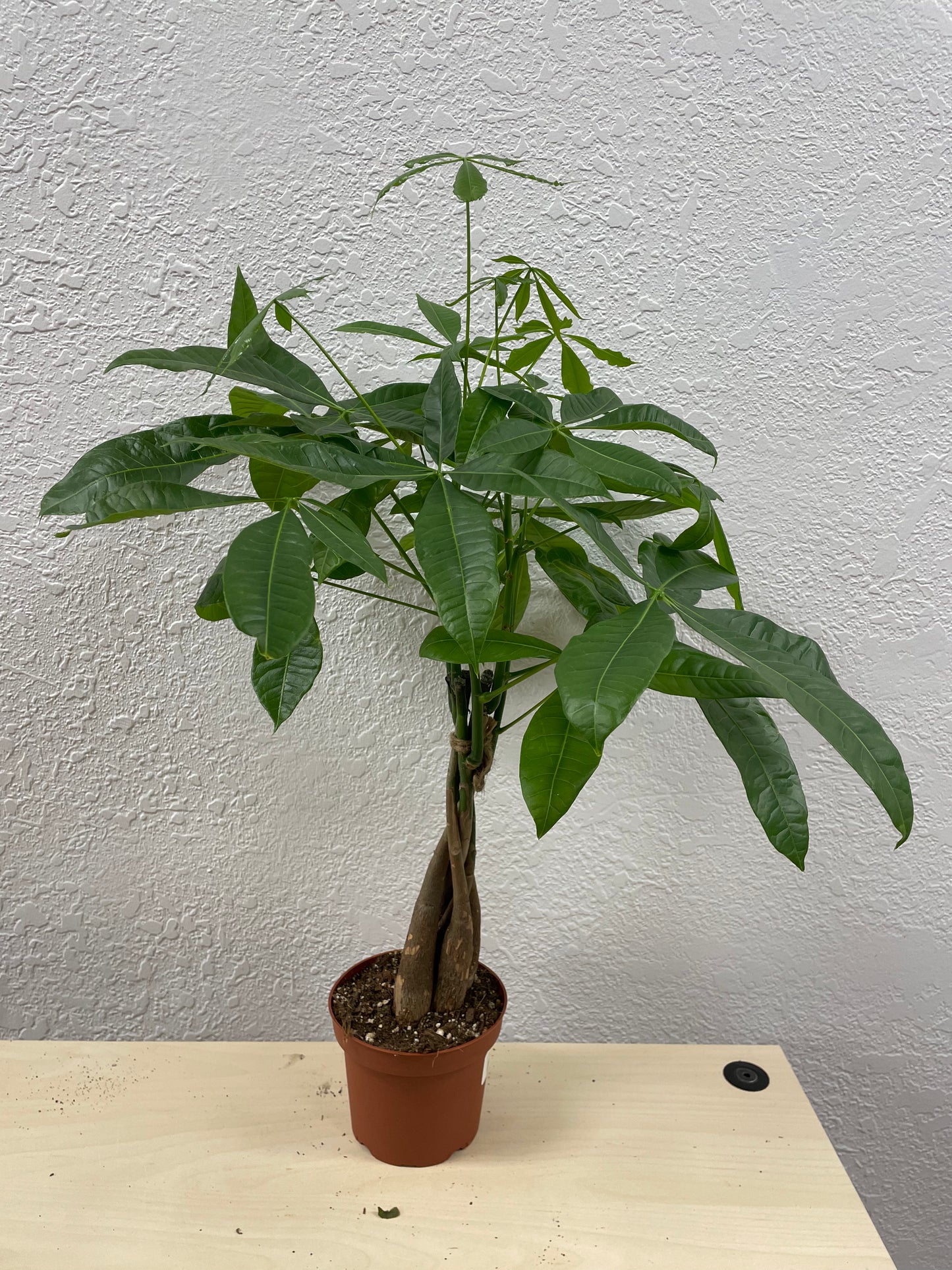 Money Tree (Pachira aquatica)