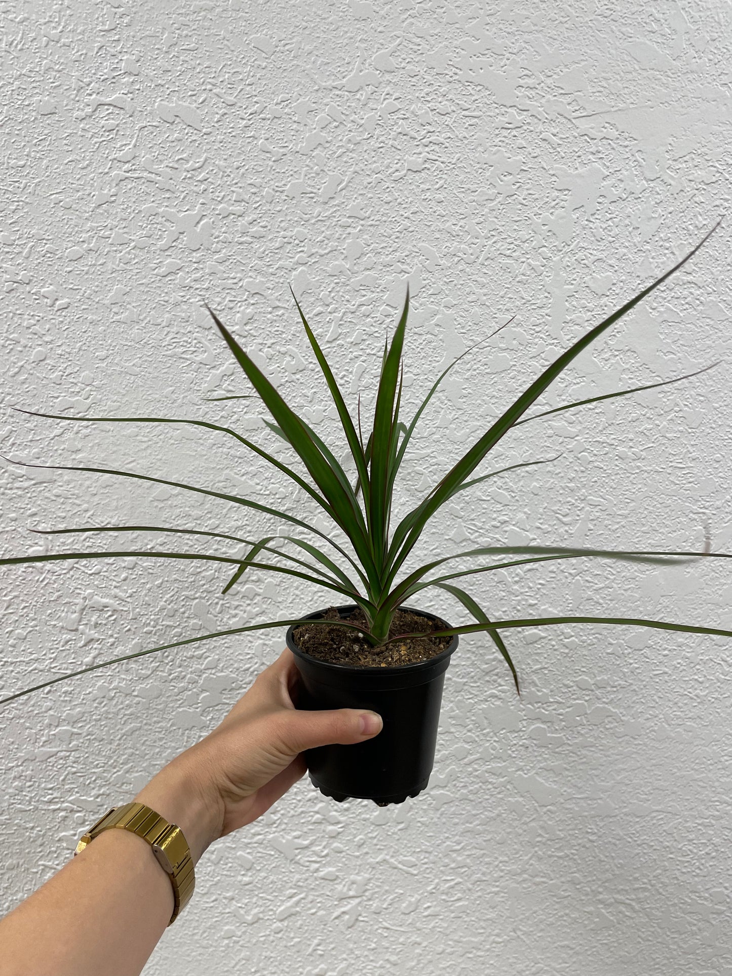 Dragon Tree (Dracaena marginata)