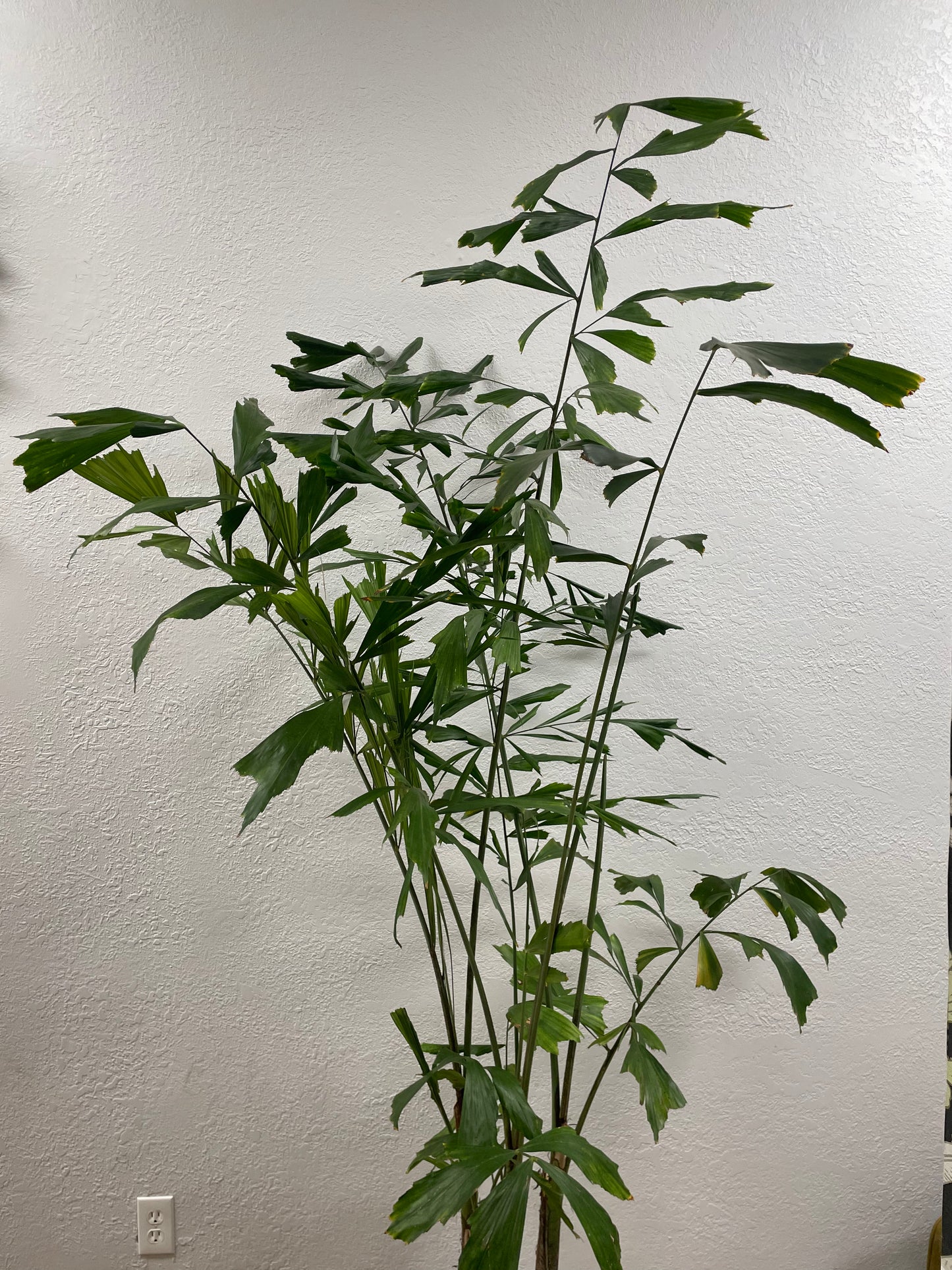 Fishtail Palm (Caryota mitis)
