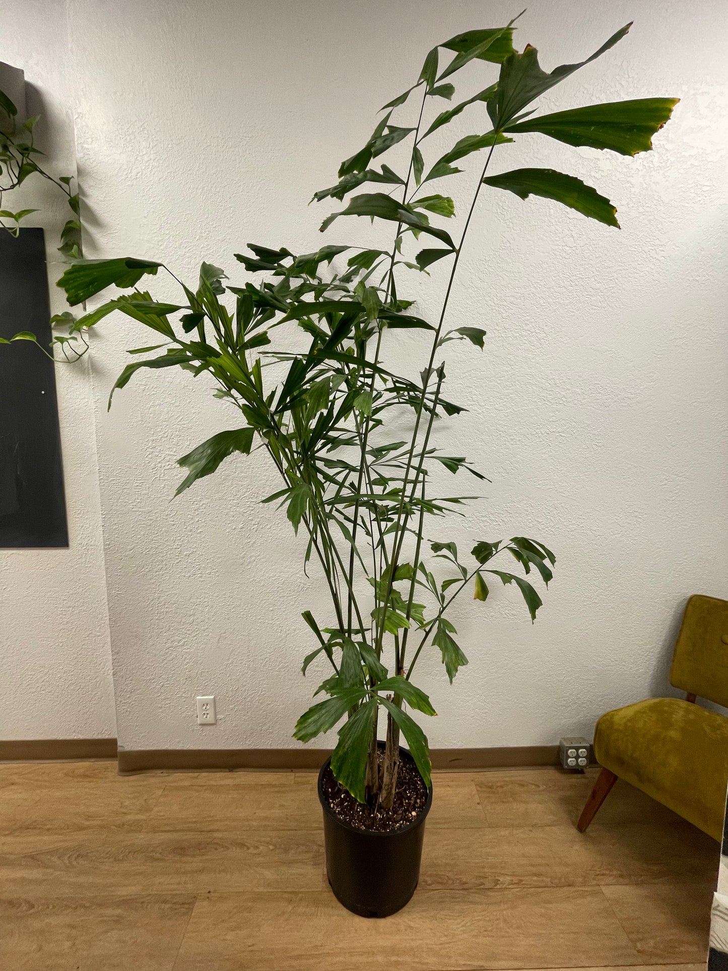 Fishtail Palm (Caryota mitis)