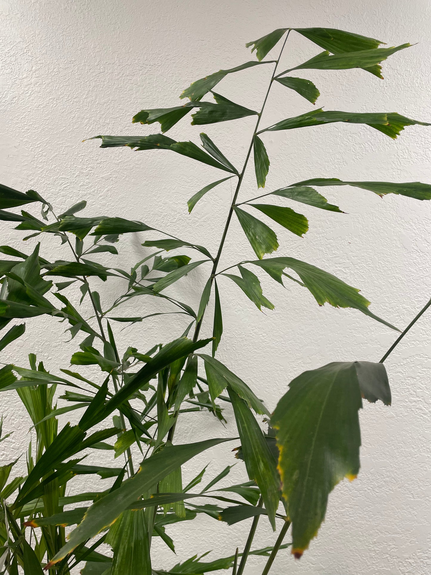 Fishtail Palm (Caryota mitis)