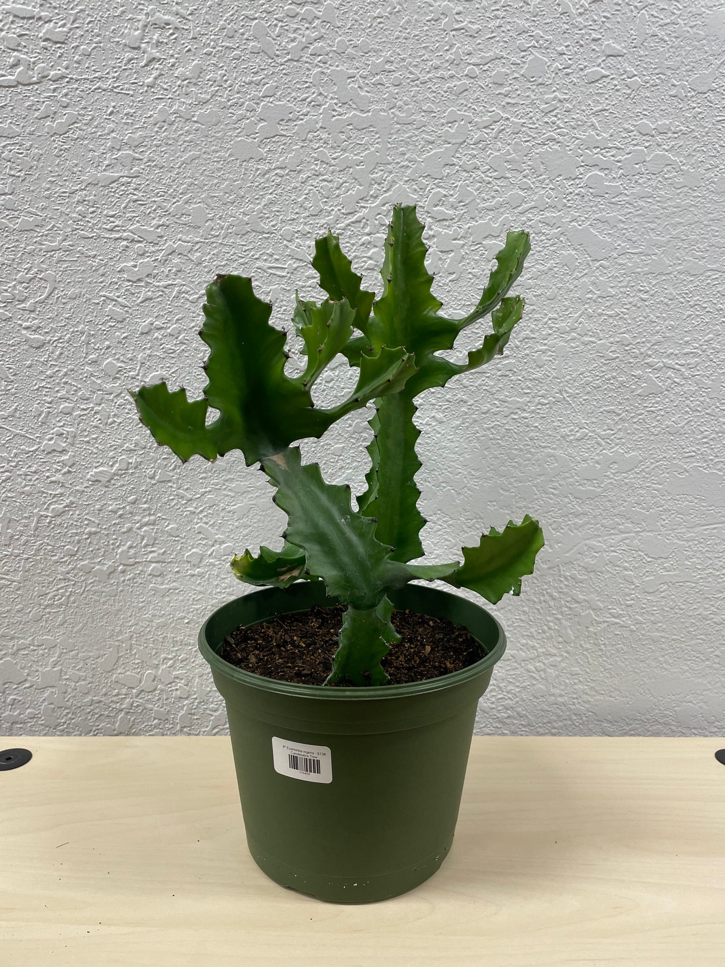 Candelabra Tree (Euphorbia ingens)