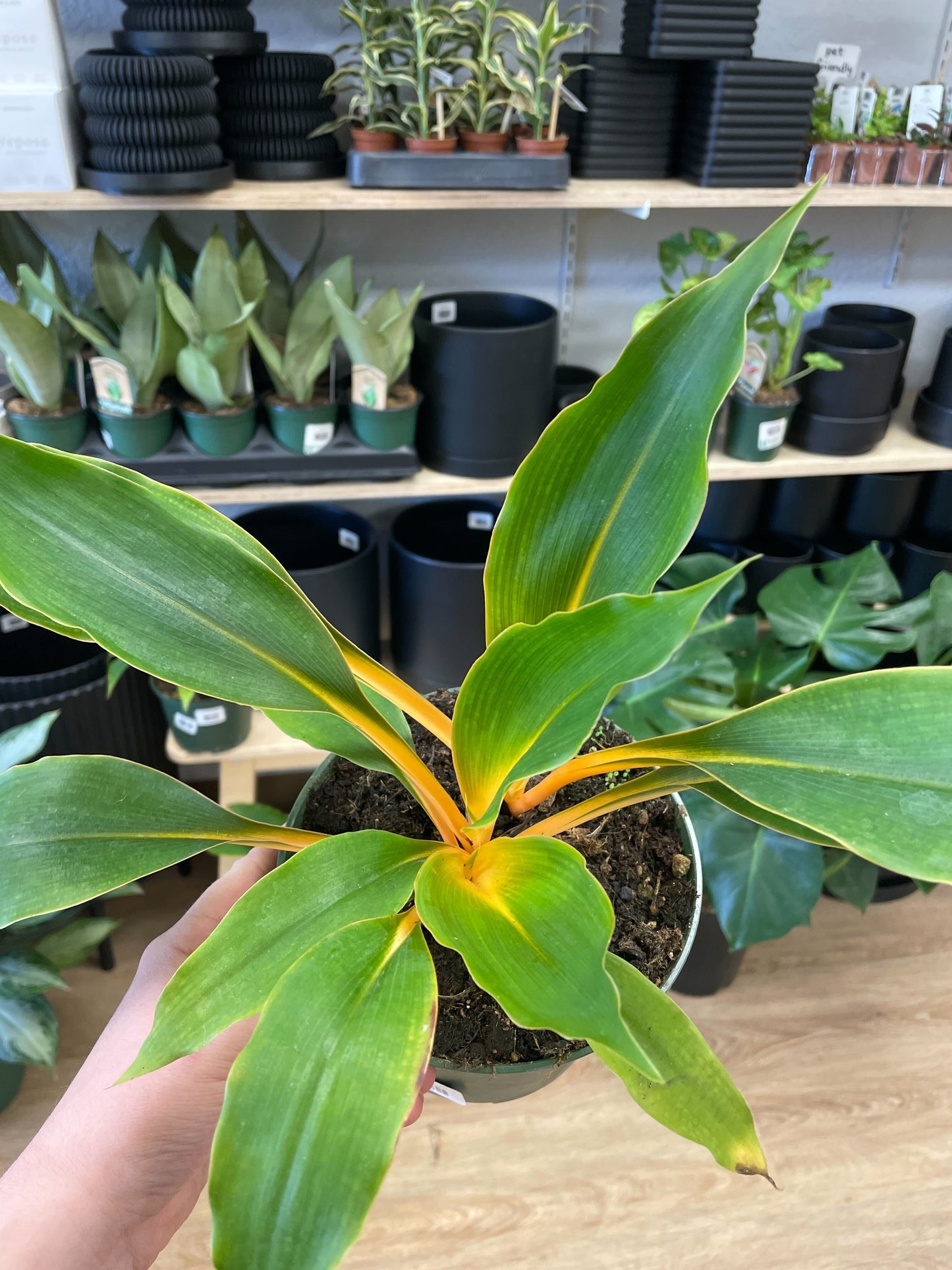 Fire Flash Plant (Chlorophytum orchidastrum)