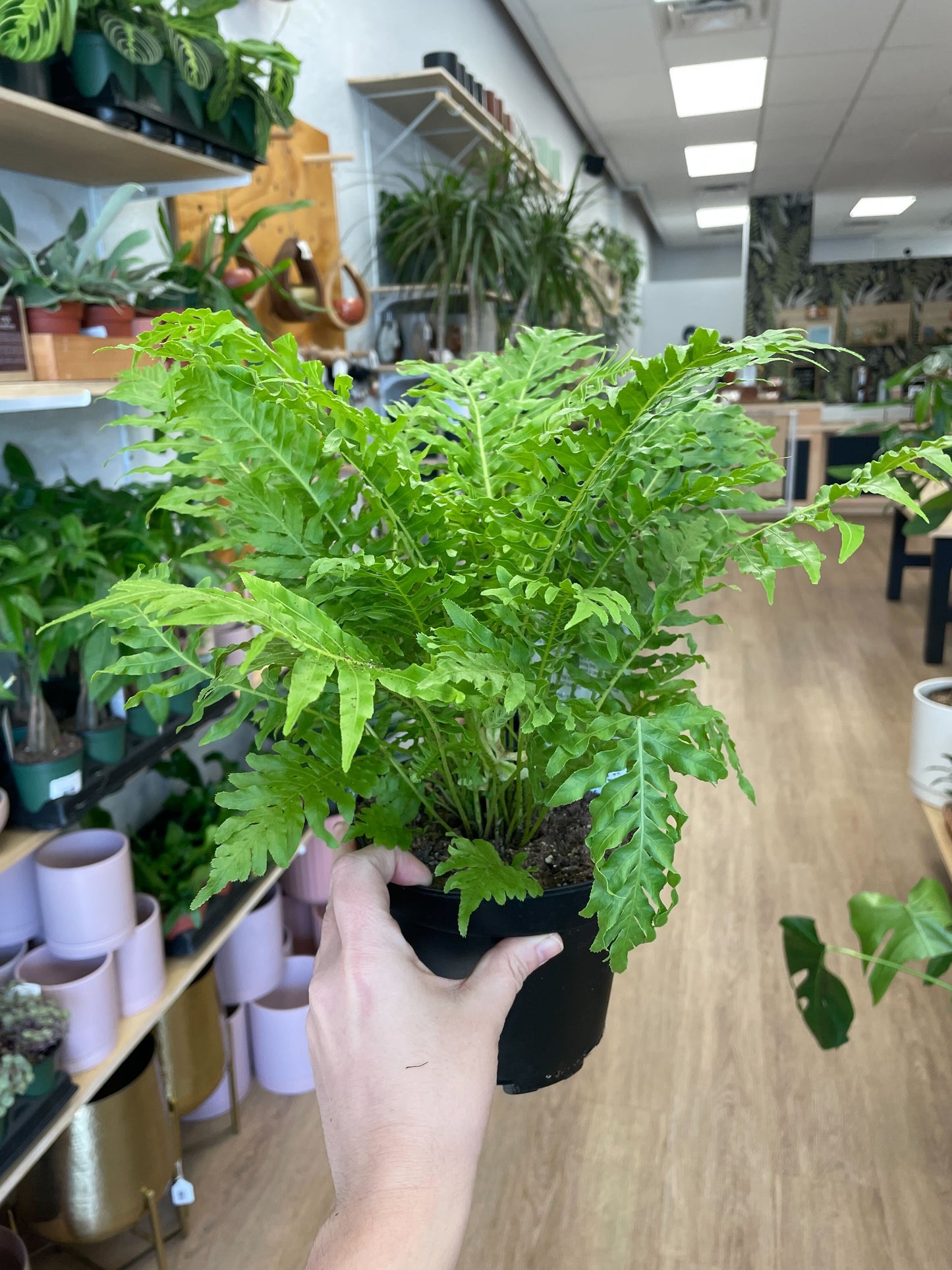Silver Lady Tree Fern (Blechnum gibbum)