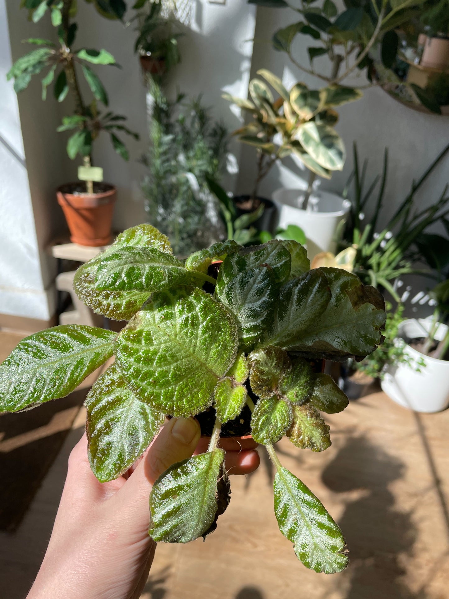 Flame Violet (Episcia cupreata)