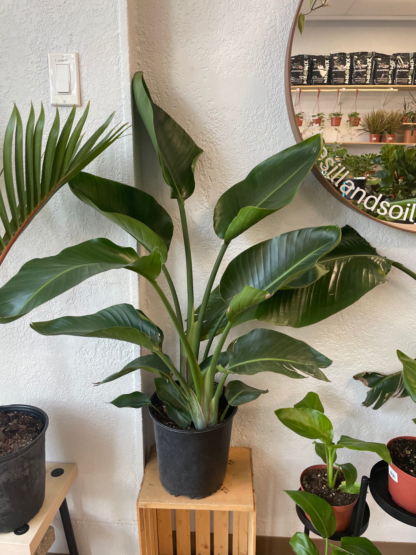 Bird of Paradise (Strelitzia spp.)
