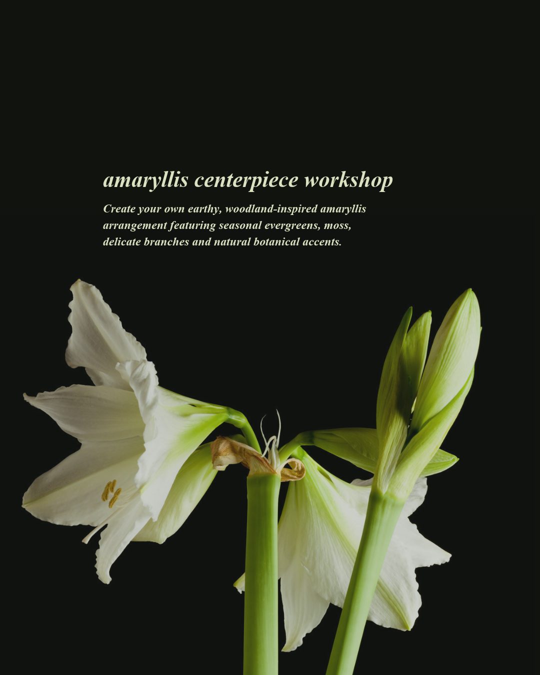 Amaryllis Centerpiece Workshop