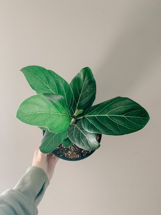 Ficus Audrey (Ficus benghalensis)