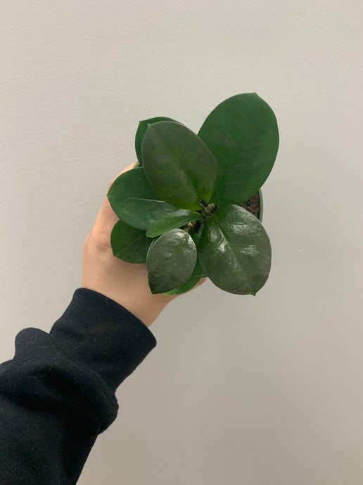 Hoya australis 'Lisa'