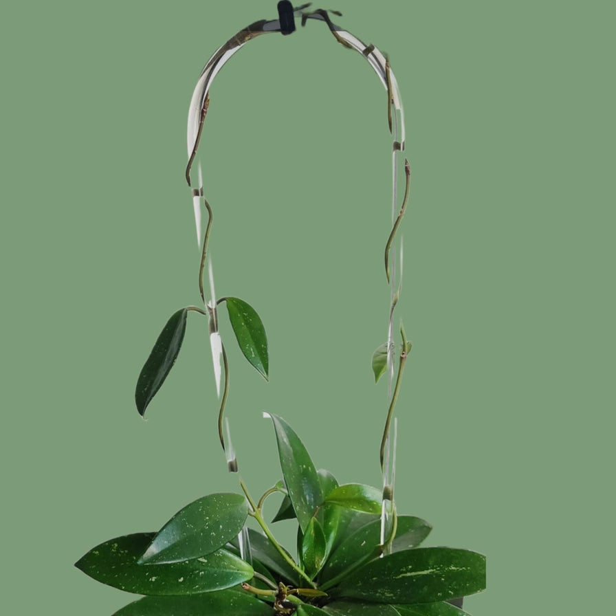 Arc-Shaped Acrylic Trellis
