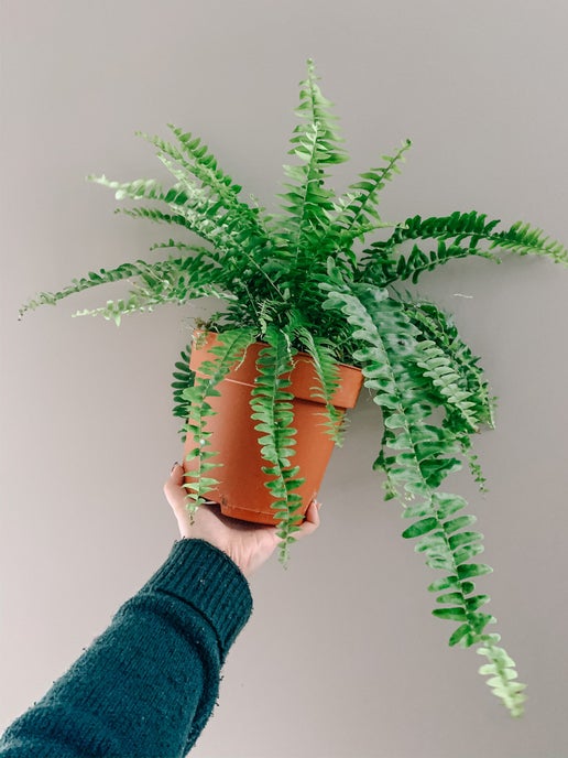 Boston Fern (Nephrolepis exaltata)