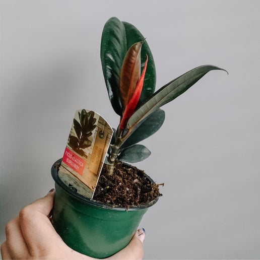 Rubber Tree (Ficus elastica)