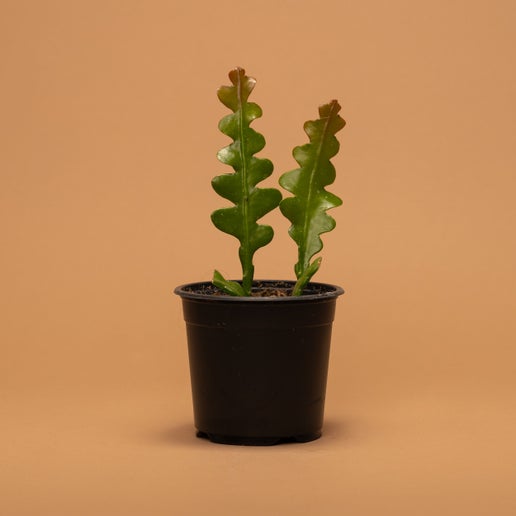 Fishbone Cactus (Epiphyllum anguliger)