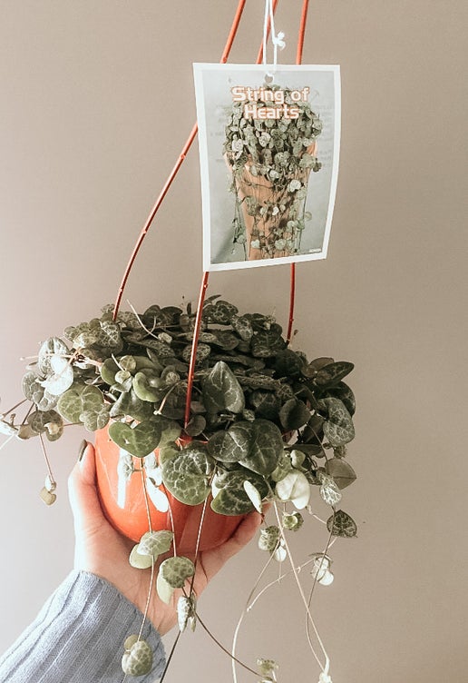 String of Hearts (Ceropegia woodii)