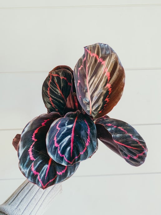 Medallion Plant (Calathea veitchiana)