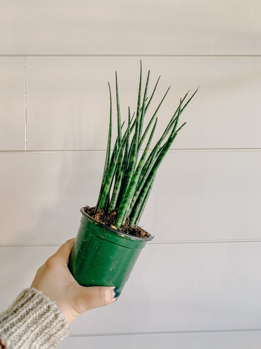 Fountain Snake Plant (Sanseveria Fernwood)