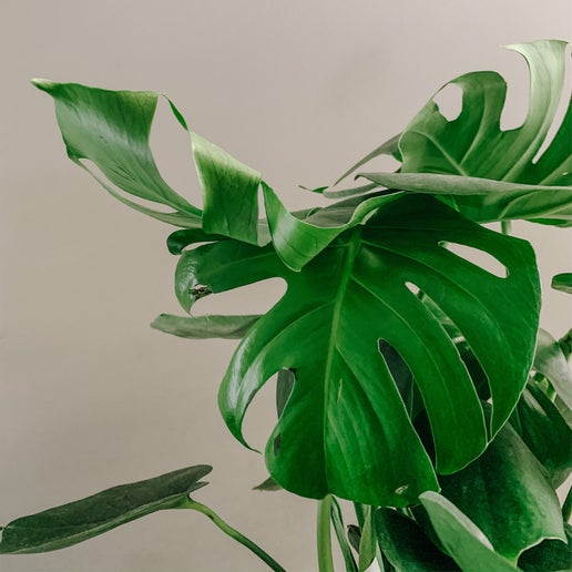 Monstera deliciosa