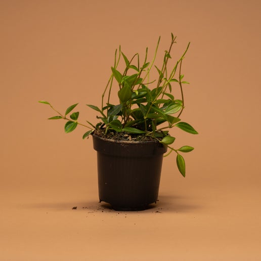 Peperomia Angulata