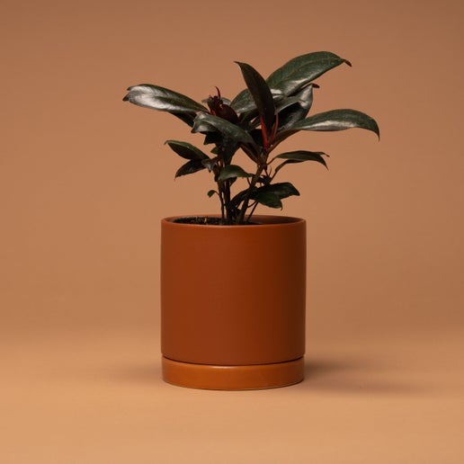 Romey Pot