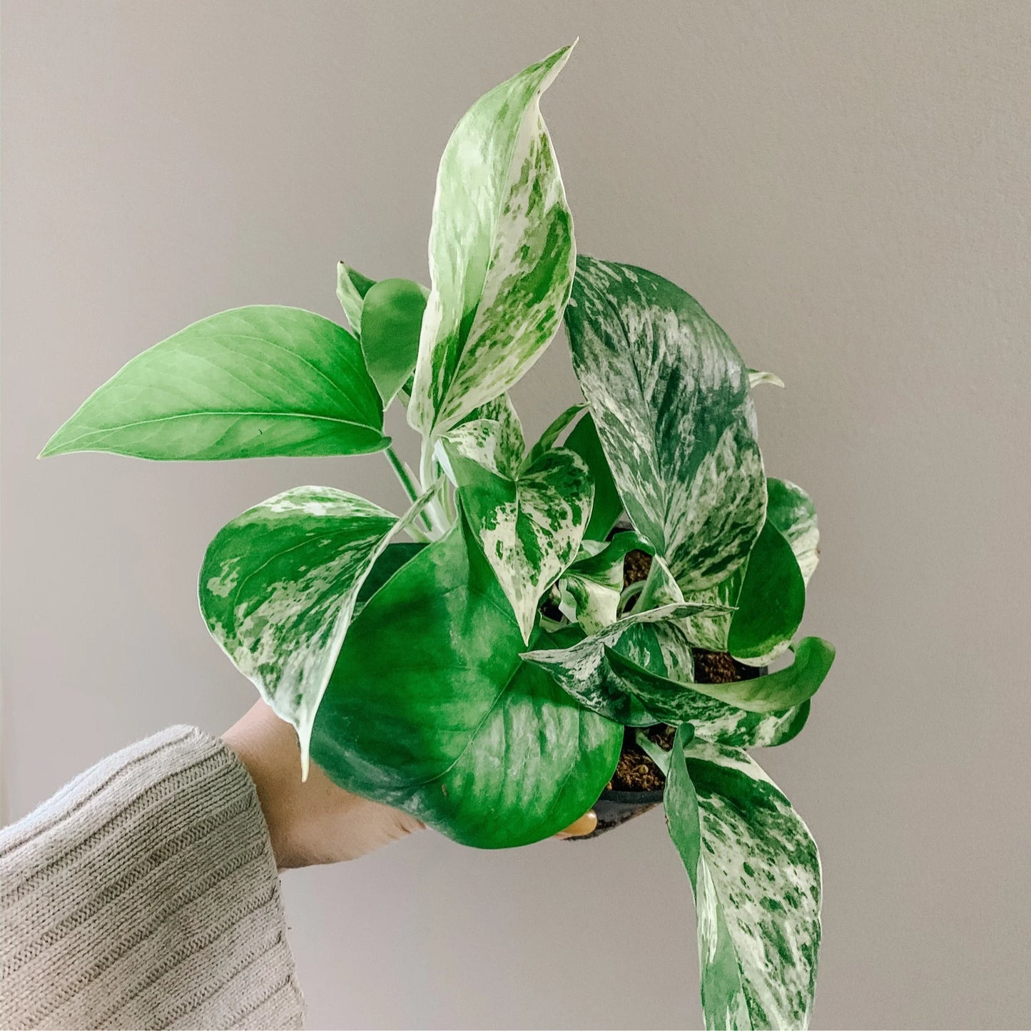 Marble Queen Pothos (Epipremnum aureum)