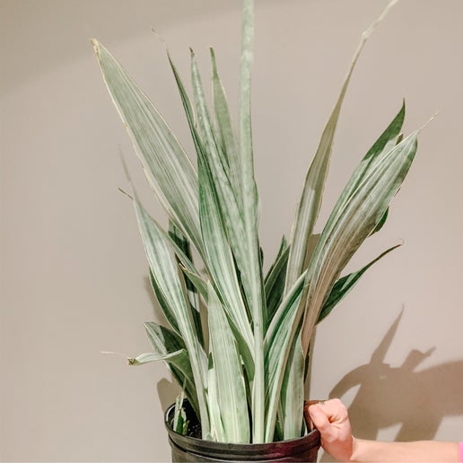 Metallic Snake Plant (Sansevieria sayuri)