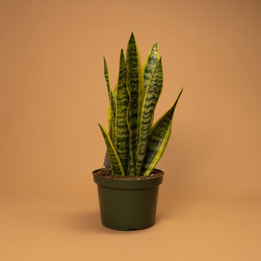 Tall Snake Plant (Sansevieria trifasciata)