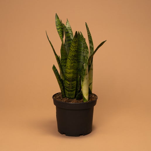 Snake Plant (Sansevieria trifasciata)