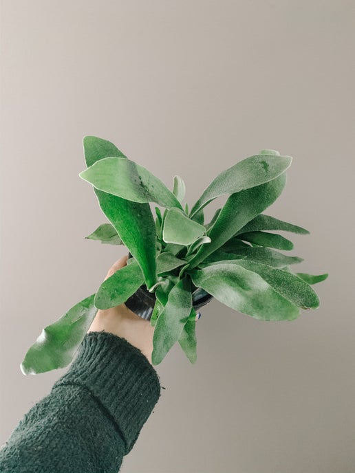 Staghorn Fern (Platycerium bifurcatum)