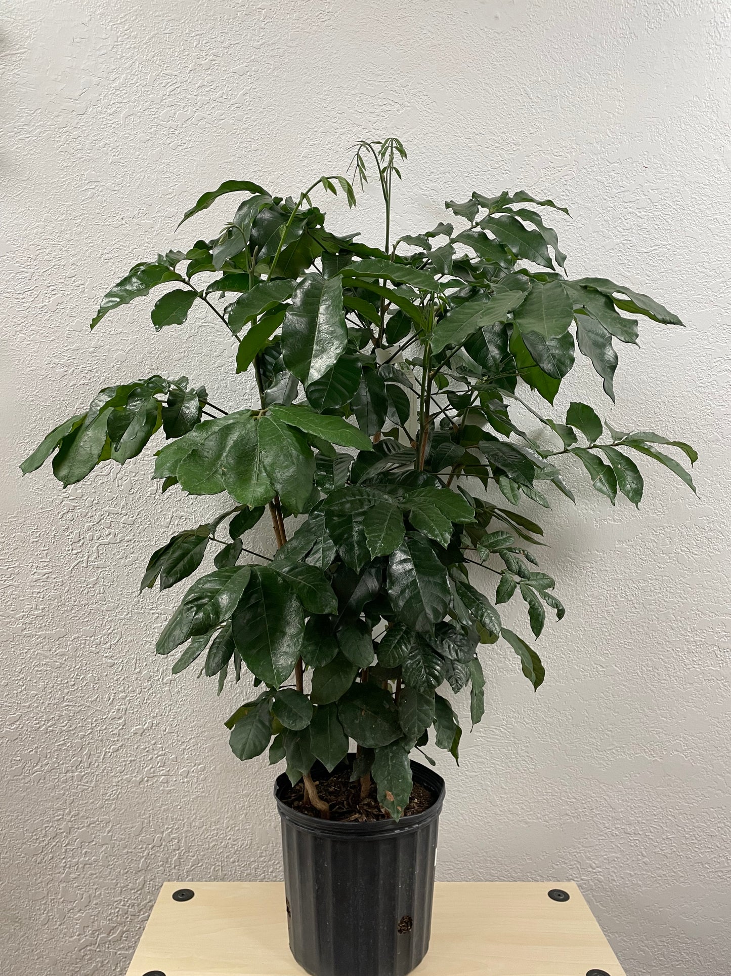 Natal Mahogany (Trichilia emetica)