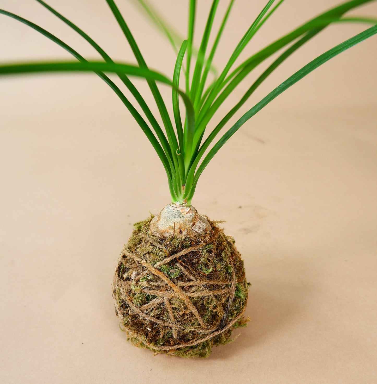 Kokedama Planters