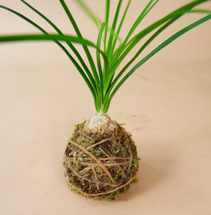 Kokedama Planters